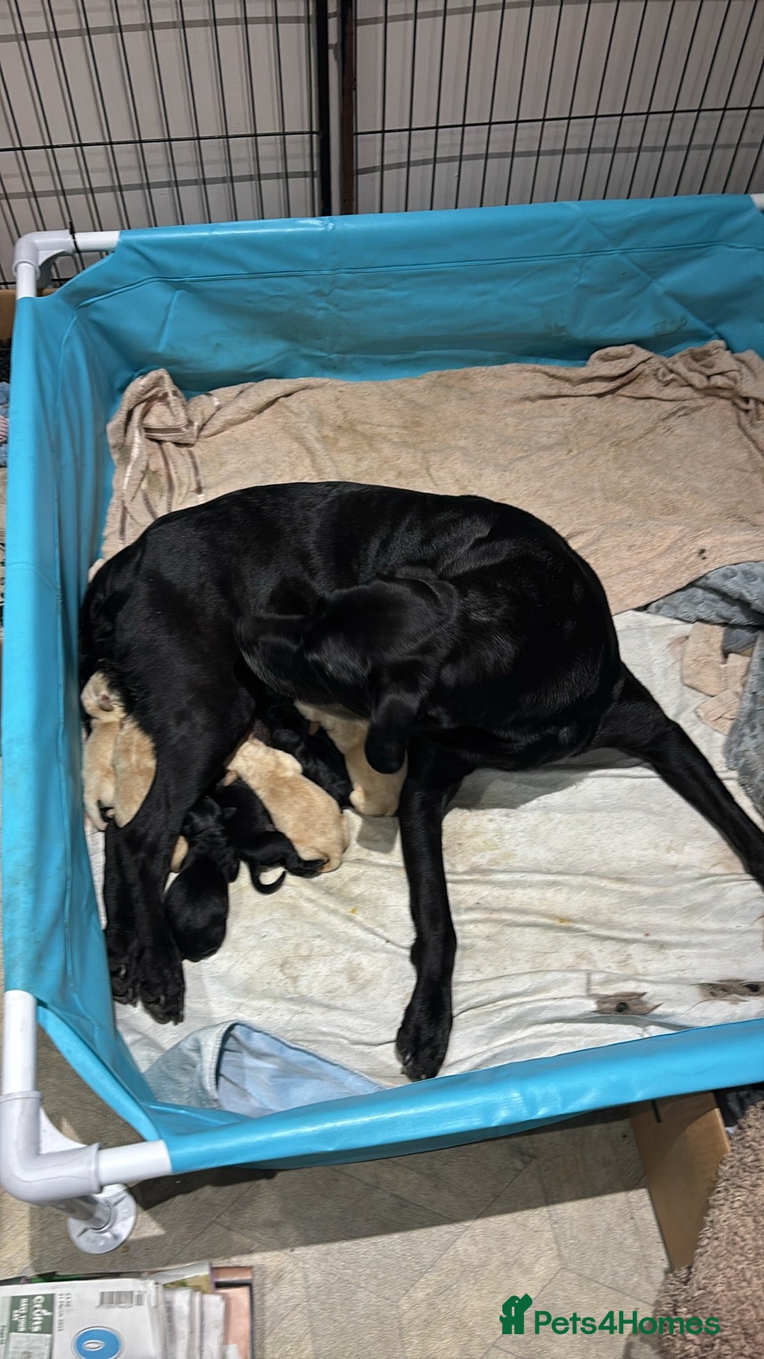 Labrador Retriever dogs for sale: Labrador Retriever puppies for  sale - Image 5