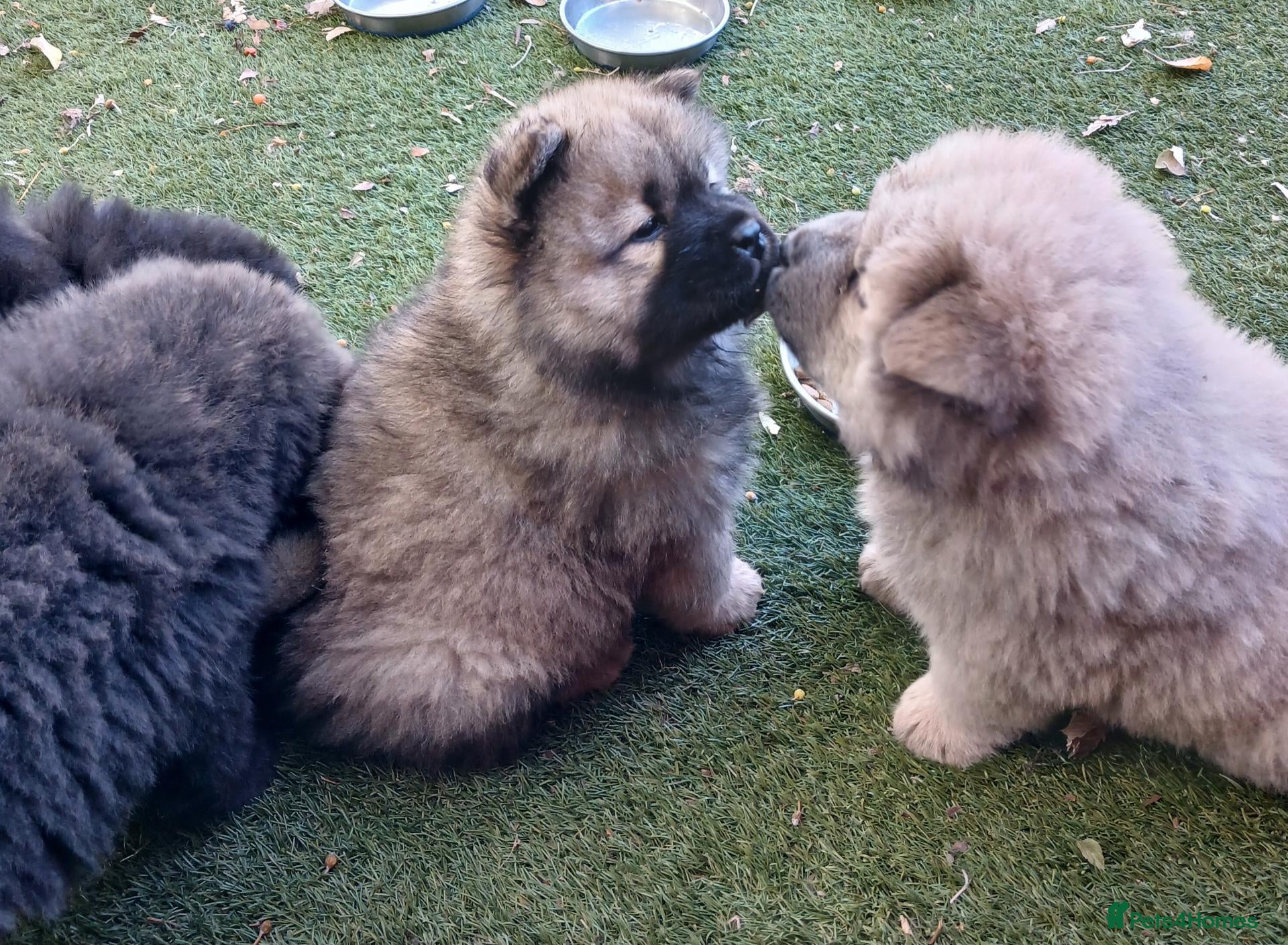 Chow Chow dogs Beautiful champion sired chow chow pups - Advert 7
