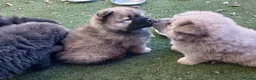 Chow Chow dogs for sale: Beautiful champion sired chow chow pups - Advert 6