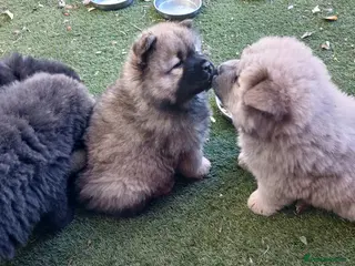 Chow Chow dogs Beautiful champion sired chow chow pups - Advert 7