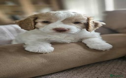 Cockapoo dogs for sale: 8 gorgeous cockapoo puppies - Advert 1