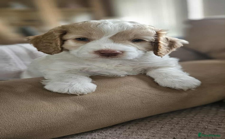 Cockapoo dogs 8 gorgeous cockapoo puppies - Advert 1