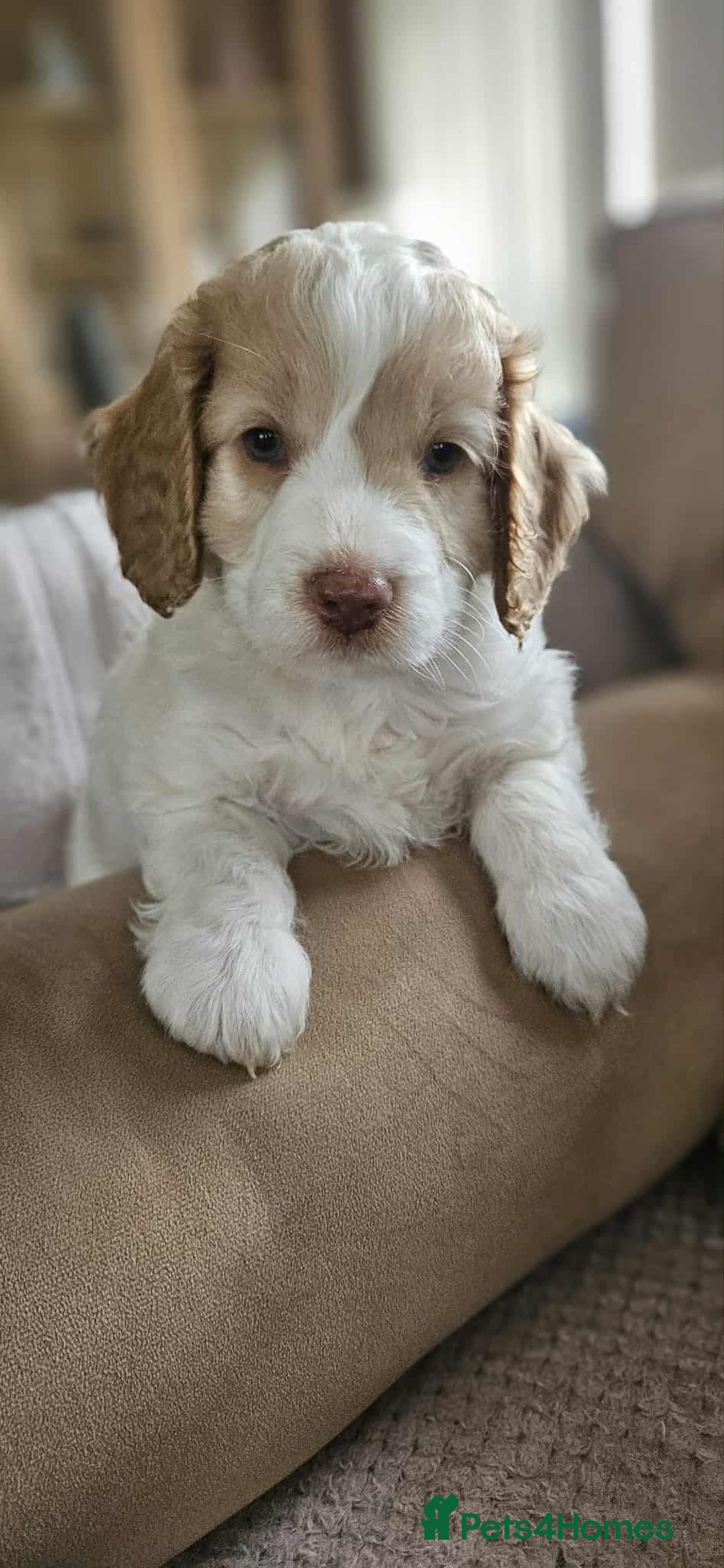 Cockapoo dogs for sale: 8 gorgeous cockapoo puppies - Advert 1