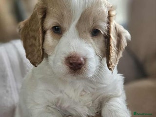 Cockapoo dogs 8 gorgeous cockapoo puppies - Advert 1