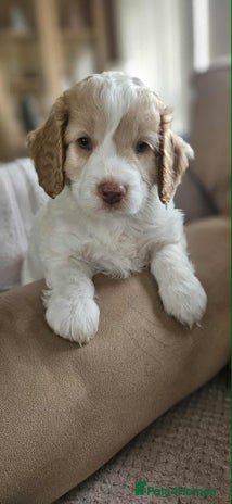 Cockapoo dogs 8 gorgeous cockapoo puppies - Advert 1