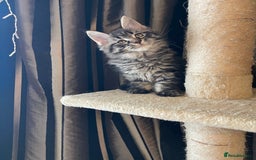 Maine Coon cats for sale: Maine Coon babies - Image 5