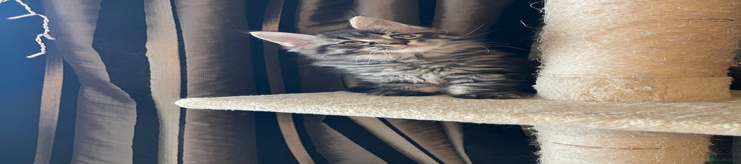 Maine Coon Kitten 3