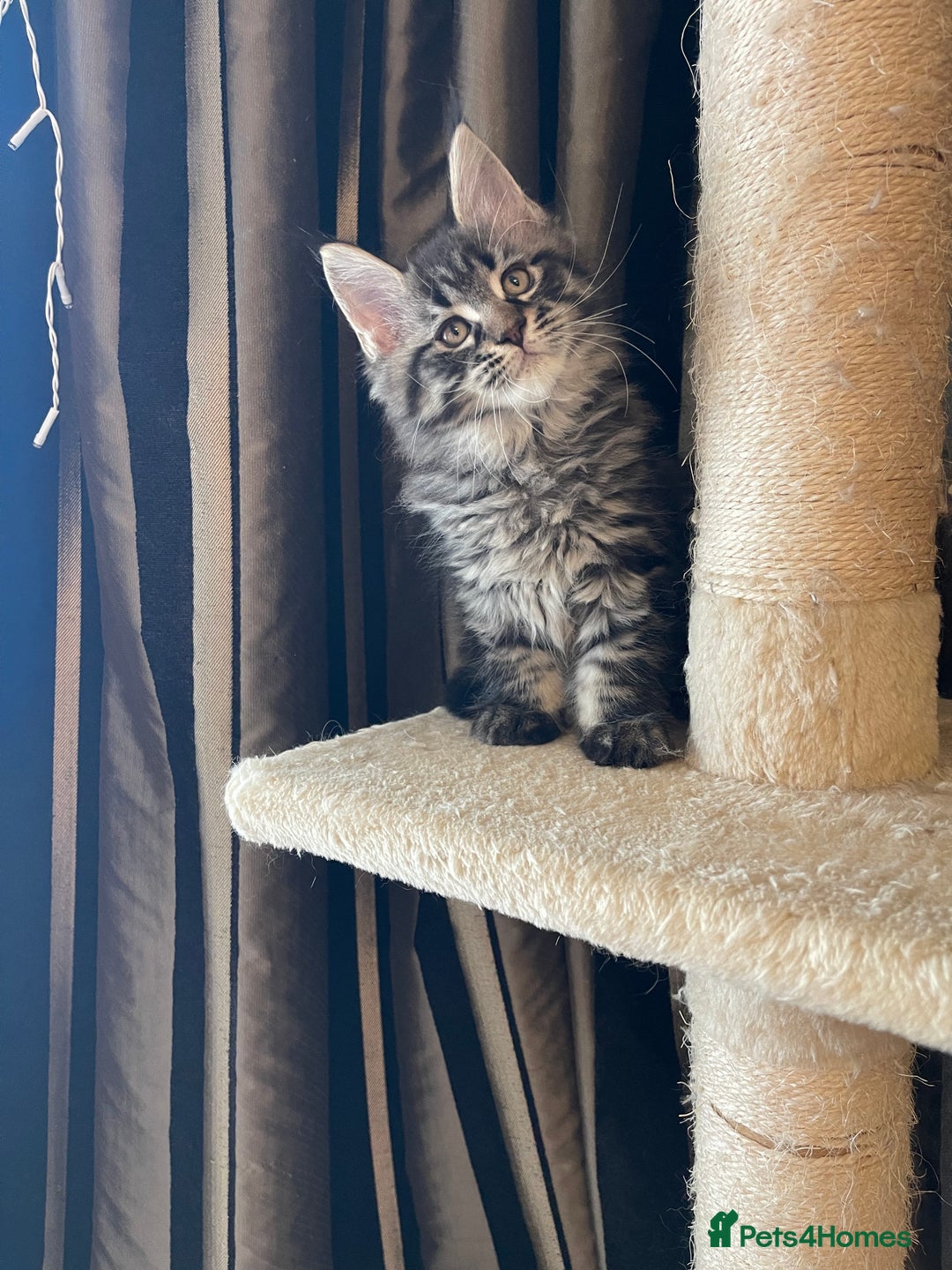 Maine Coon cats for sale: Maine Coon babies - Image 5