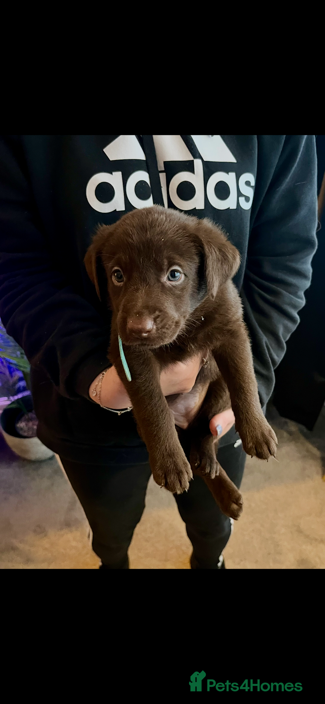 Mixed Breed dogs for sale: Belgian Shepherd x Goldador Puppies  - Advert 5