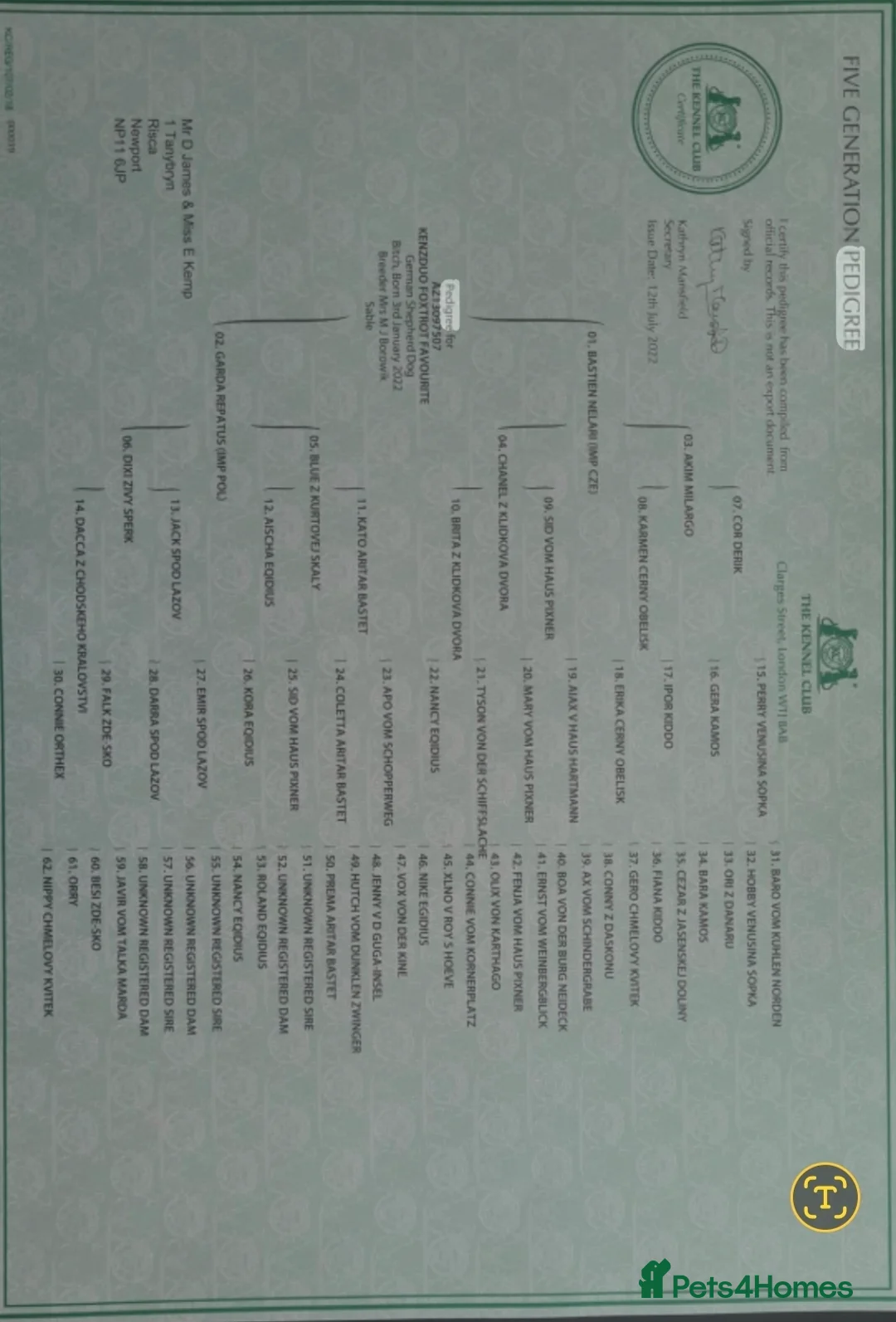 German Shepherd dogs for sale: Working line german shepherd pups  - Advert 13