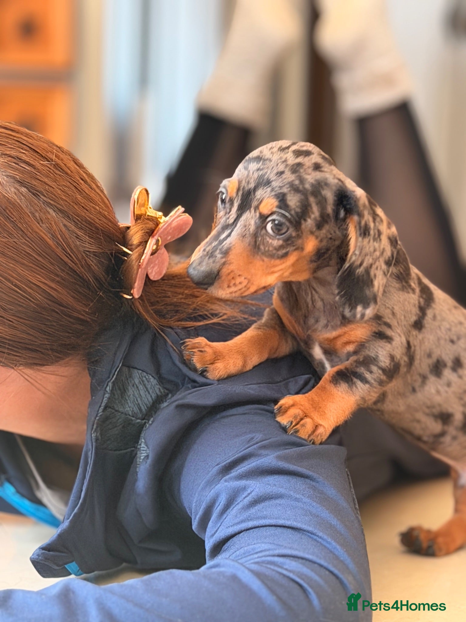 Miniature Dachshund dogs Pra hereditary clear mini smooth dachshund  - Advert 4