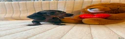 Miniature Dachshund dogs for sale: Miniature Dachshund - Advert 6