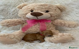 Poochon dogs for sale: Beautiful Poochon Puppies 🐾 - Image 13