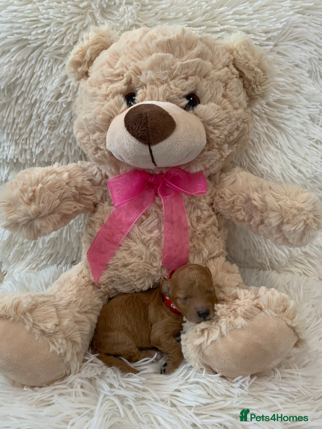 Poochon dogs for sale: Beautiful Poochon Puppies 🐾 - Image 13