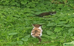 Mixed Breed cats for sale: Lovely beautiful kittens, robust, healthy - Image 3