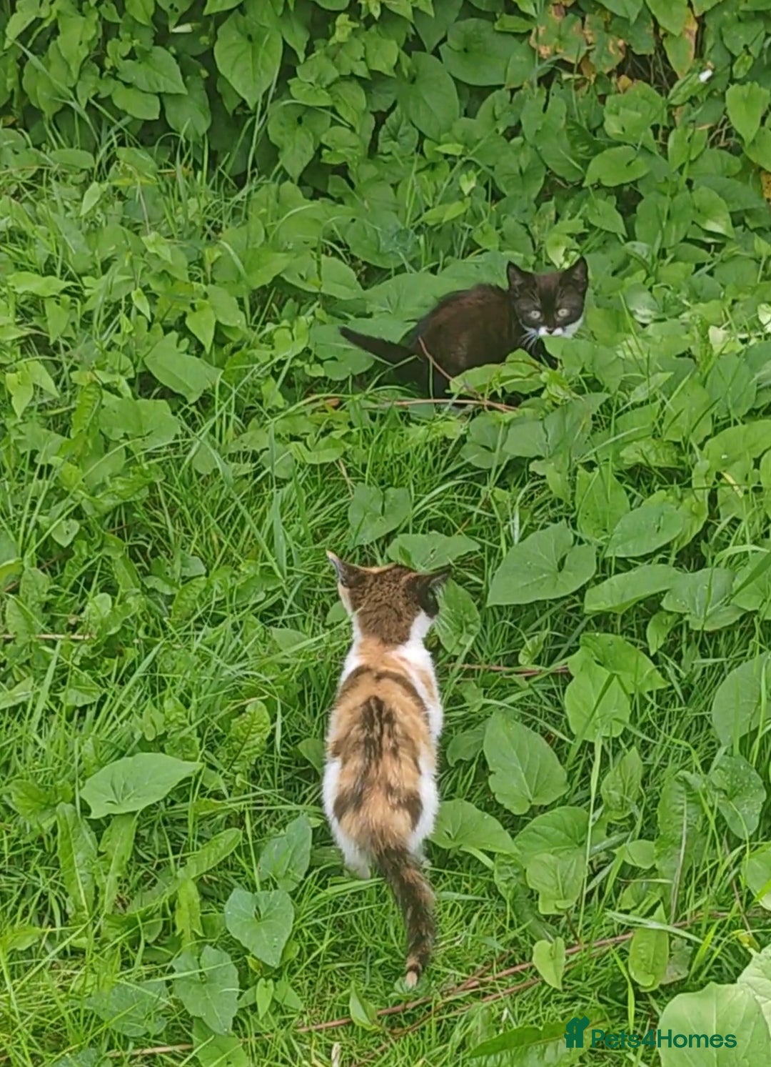 Mixed Breed cats for sale: Lovely beautiful kittens, robust, healthy - Image 3