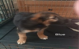 Mixed Breed dogs for sale: Collie x mixed hound puppies - Image 11