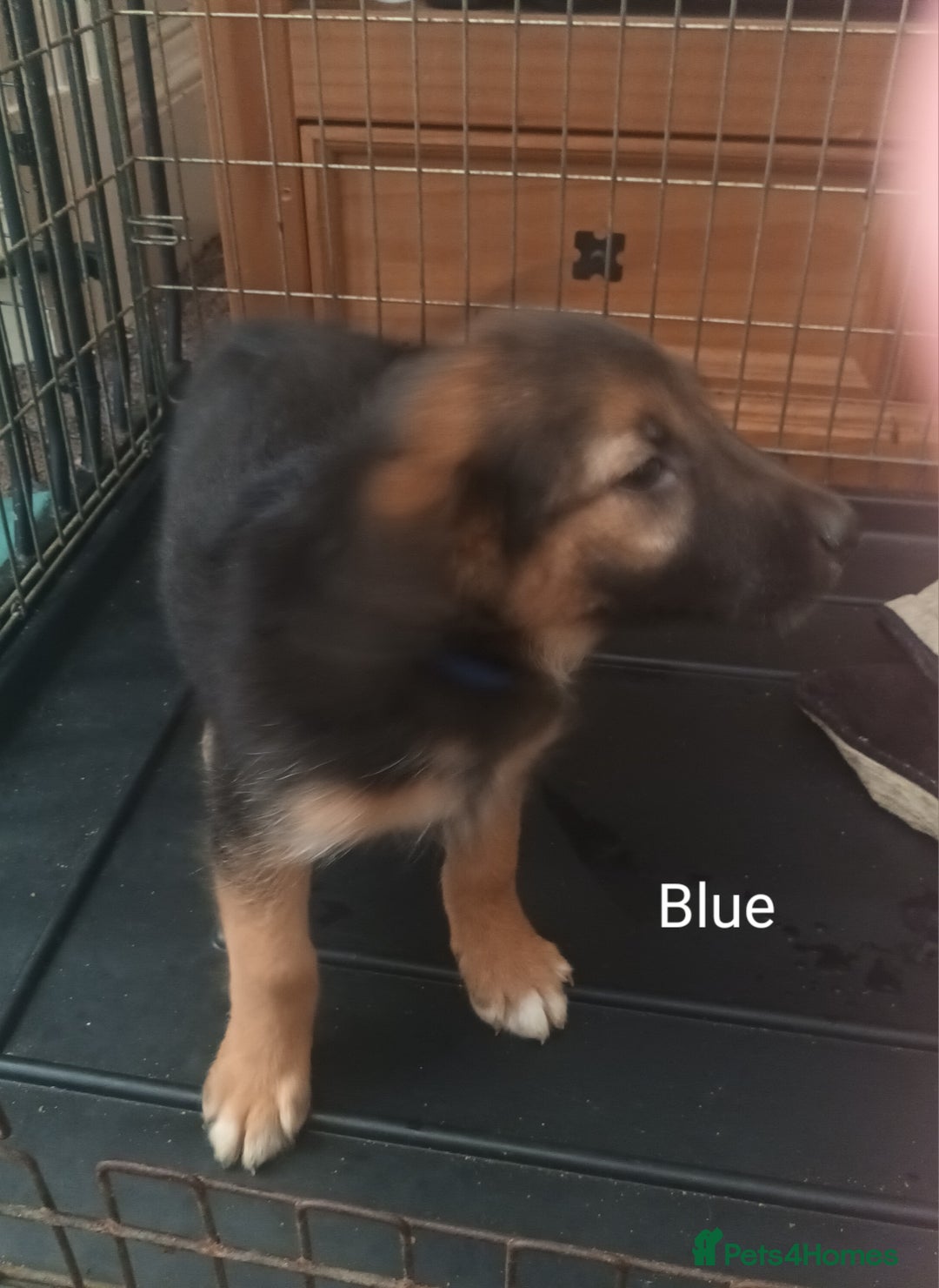 Mixed Breed dogs for sale: Collie x mixed hound puppies - Image 11