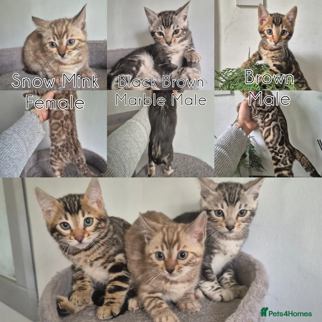 Bengal cats for sale: Pure TICA Bengals Available Now 🤍 - Advert 2