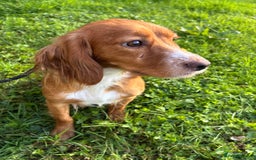 Cockapoo dogs for sale: Stunning Cockapoo Puppies KC Reg Parents - Image 14