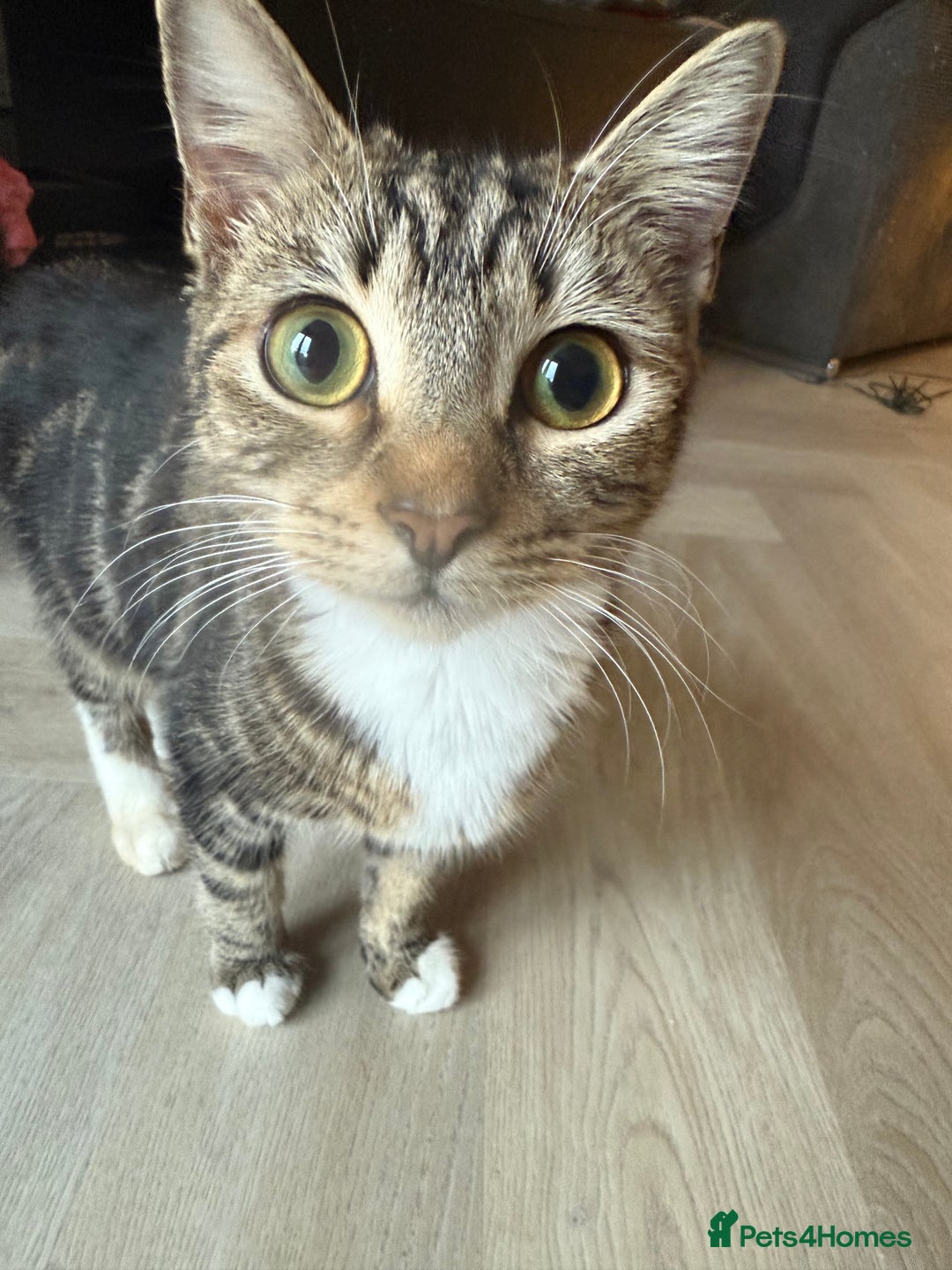 Mixed Breed cats for sale: Tabby kitten almost 8 months old. Female £50  - Advert 4