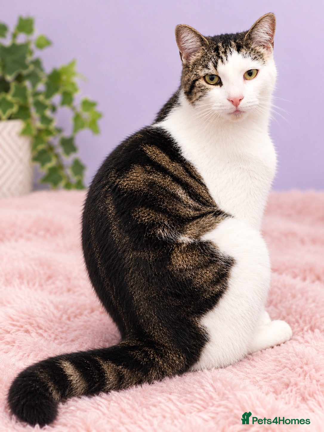 Domestic Shorthair cats Cirmi - Advert 10