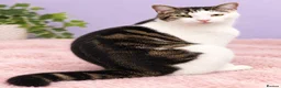Domestic Shorthair cats for sale: Cirmi in Blackburn - Advert 1