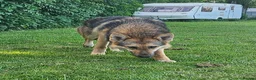 Tamaskan dogs for sale: Tamaskan Puppies *Health Tested Parents* - Advert 2