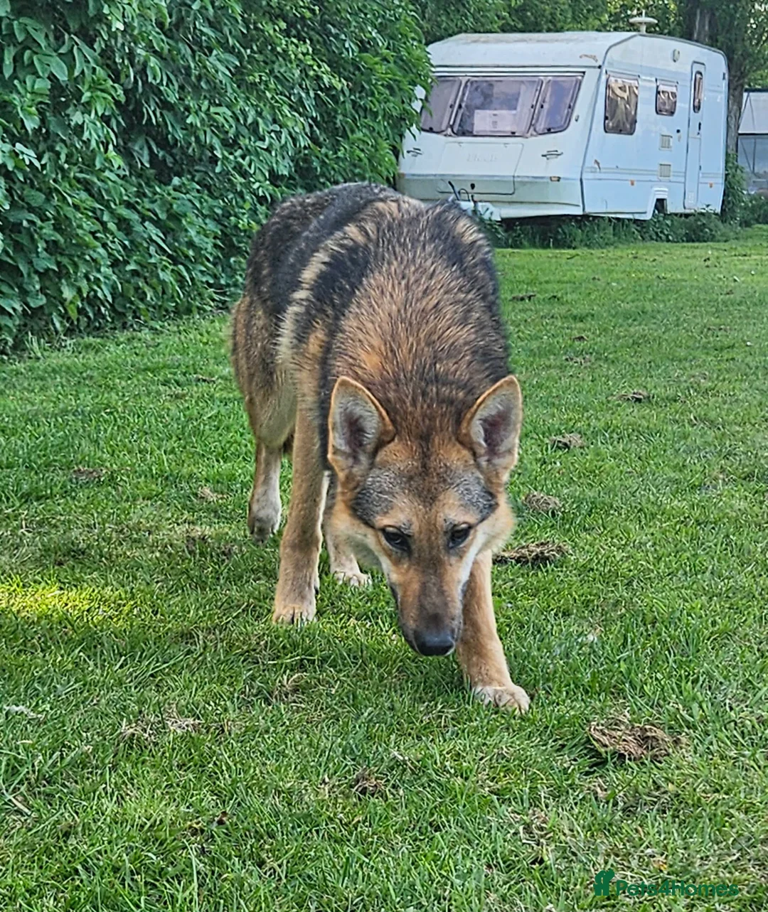 Tamaskan dogs for sale: Tamaskan Puppies *Health Tested Parents* - Advert 2