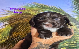 Sprocker dogs for sale: Beautiful Sproker pups for sale   - Image 30