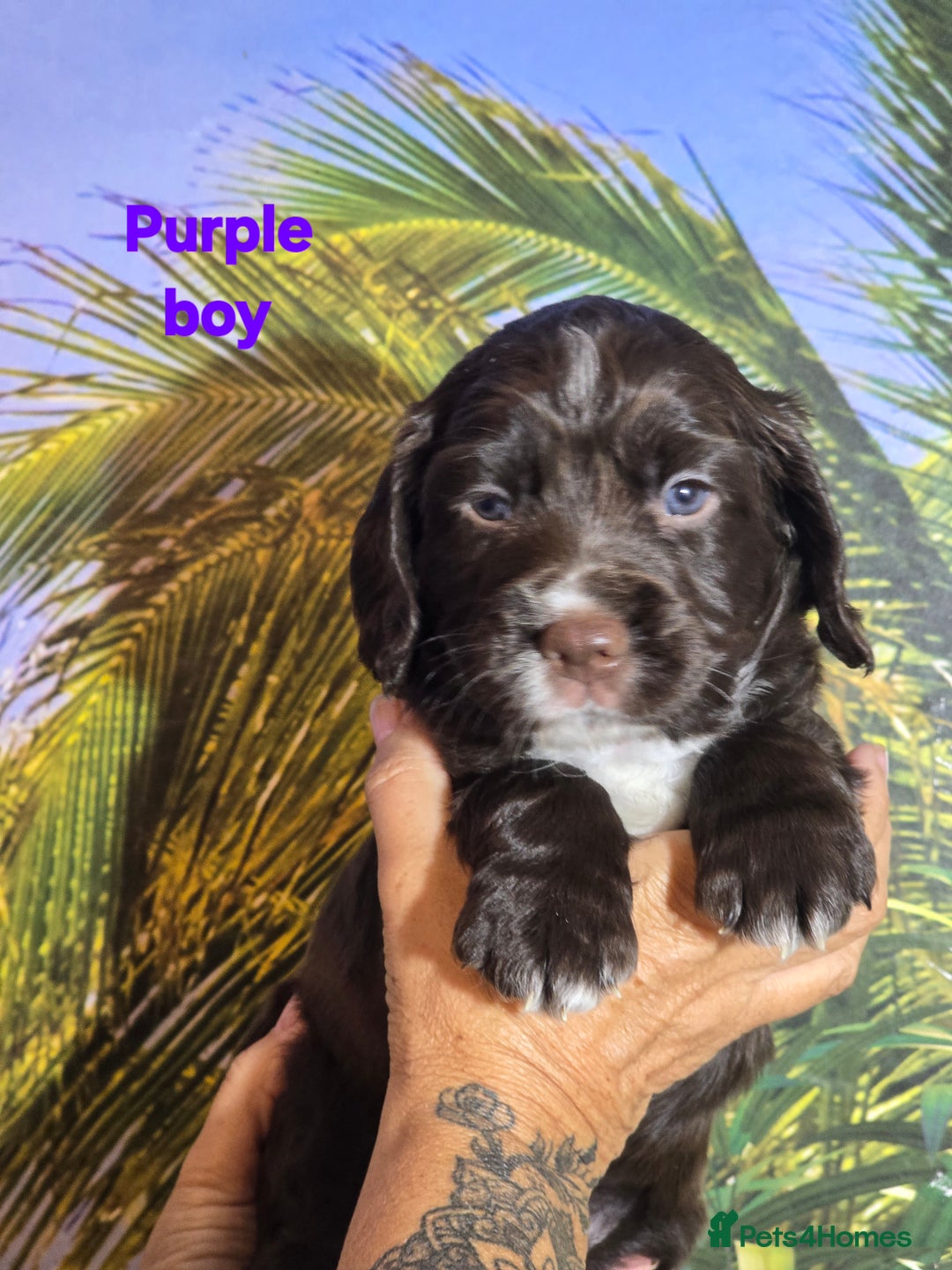 Sprocker dogs for sale: Beautiful Sproker pups for sale   - Image 30