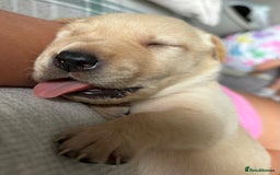 Labrador Retriever dogs for sale: 9 Beautiful Labrador Puppies For Sale  - Image 27