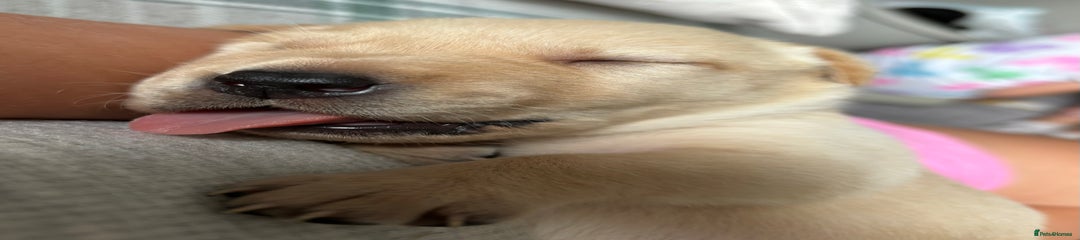 Labrador Retriever Puppy 6