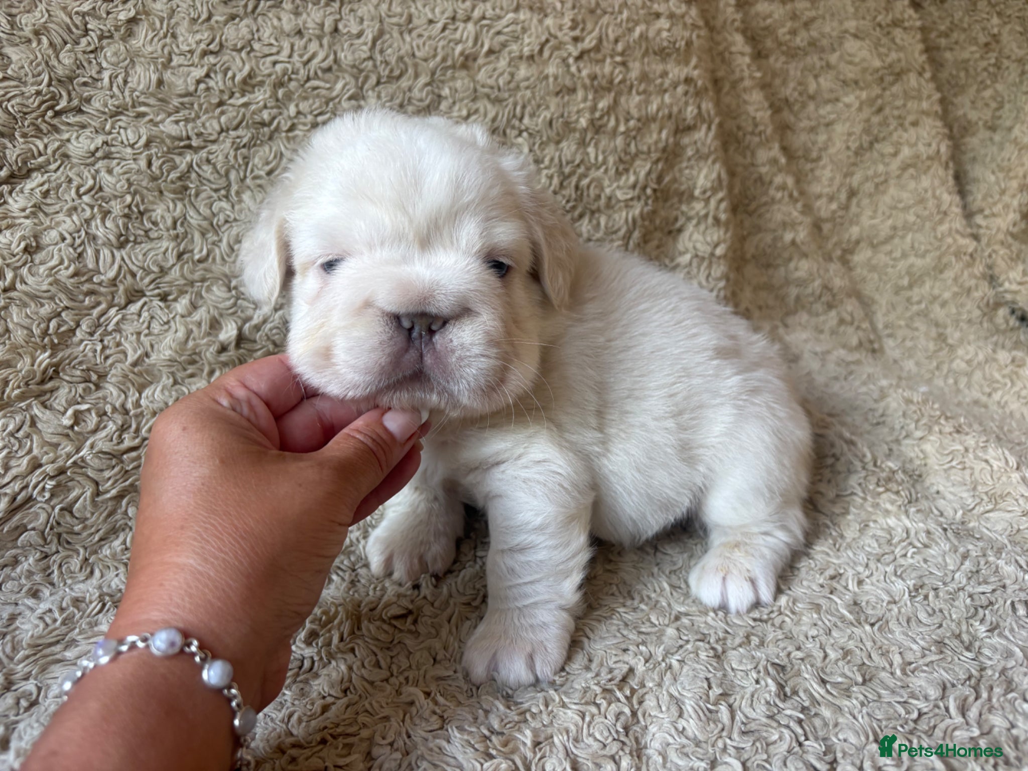 French Bulldog dogs for sale: French Bulldog Babies Ready Soon - Advert 9