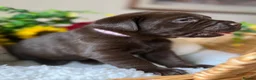 Labrador Retriever dogs for sale: STUNNING Chocolate Labrador Puppies  - Advert 7
