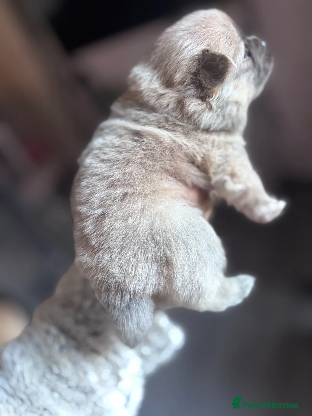 Mixed Breed dogs for sale: Chowpom puppies - Advert 11