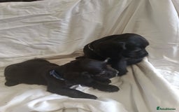 Sprocker dogs for sale: 8 gorgeous Sprocker puppies  - Image 7