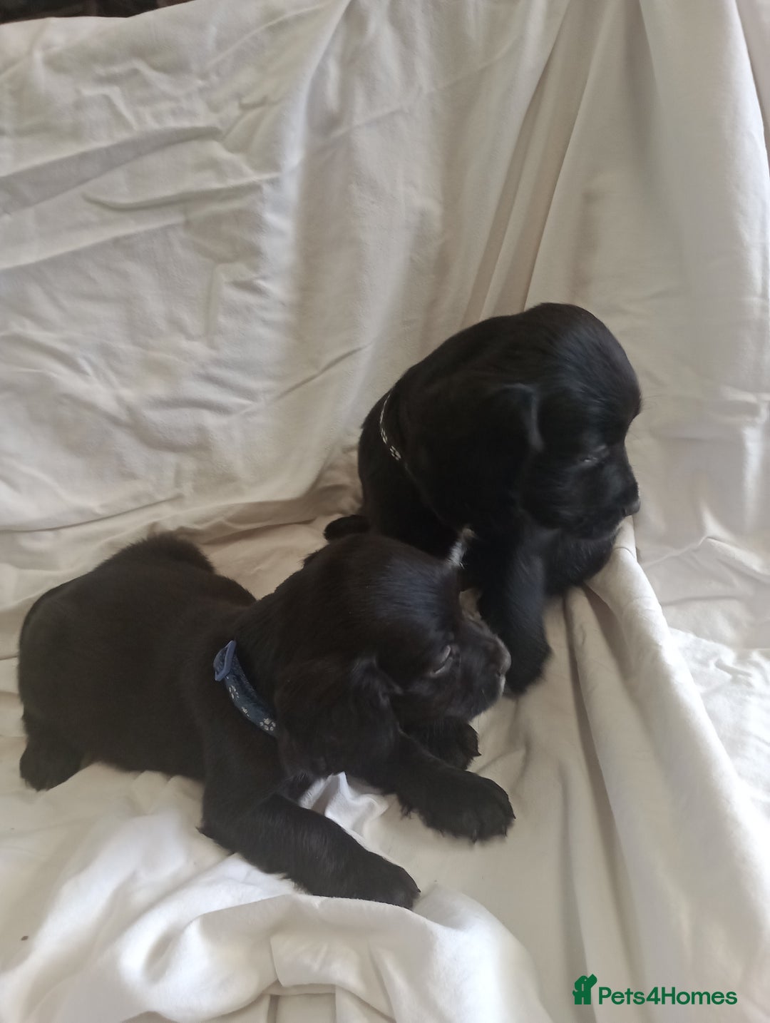 Sprocker dogs for sale: 8 gorgeous Sprocker puppies  - Image 7