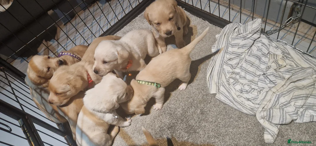 Labrador Retriever dogs for sale: 8 golden/fox red labradors  - Advert 2