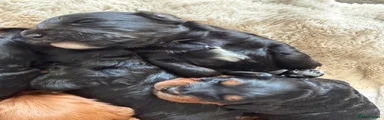 Cockapoo 1