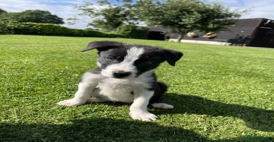Border Collie dogs - Advert 4