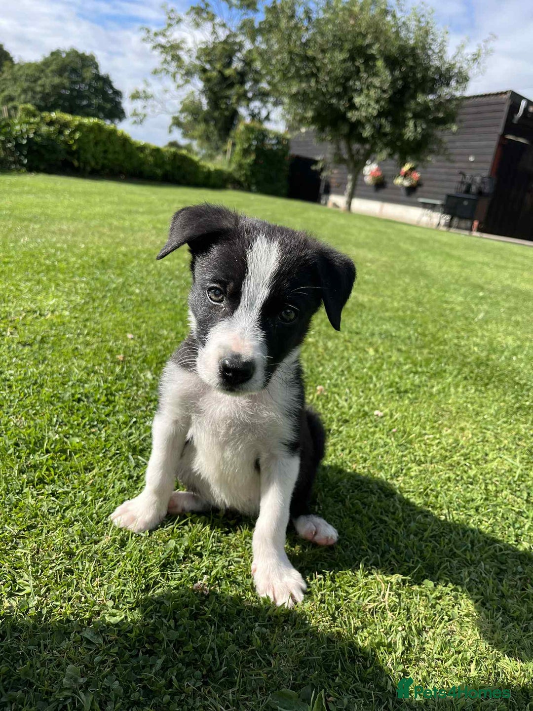Border Collie dogs for sale: Border Collies  - Image 2