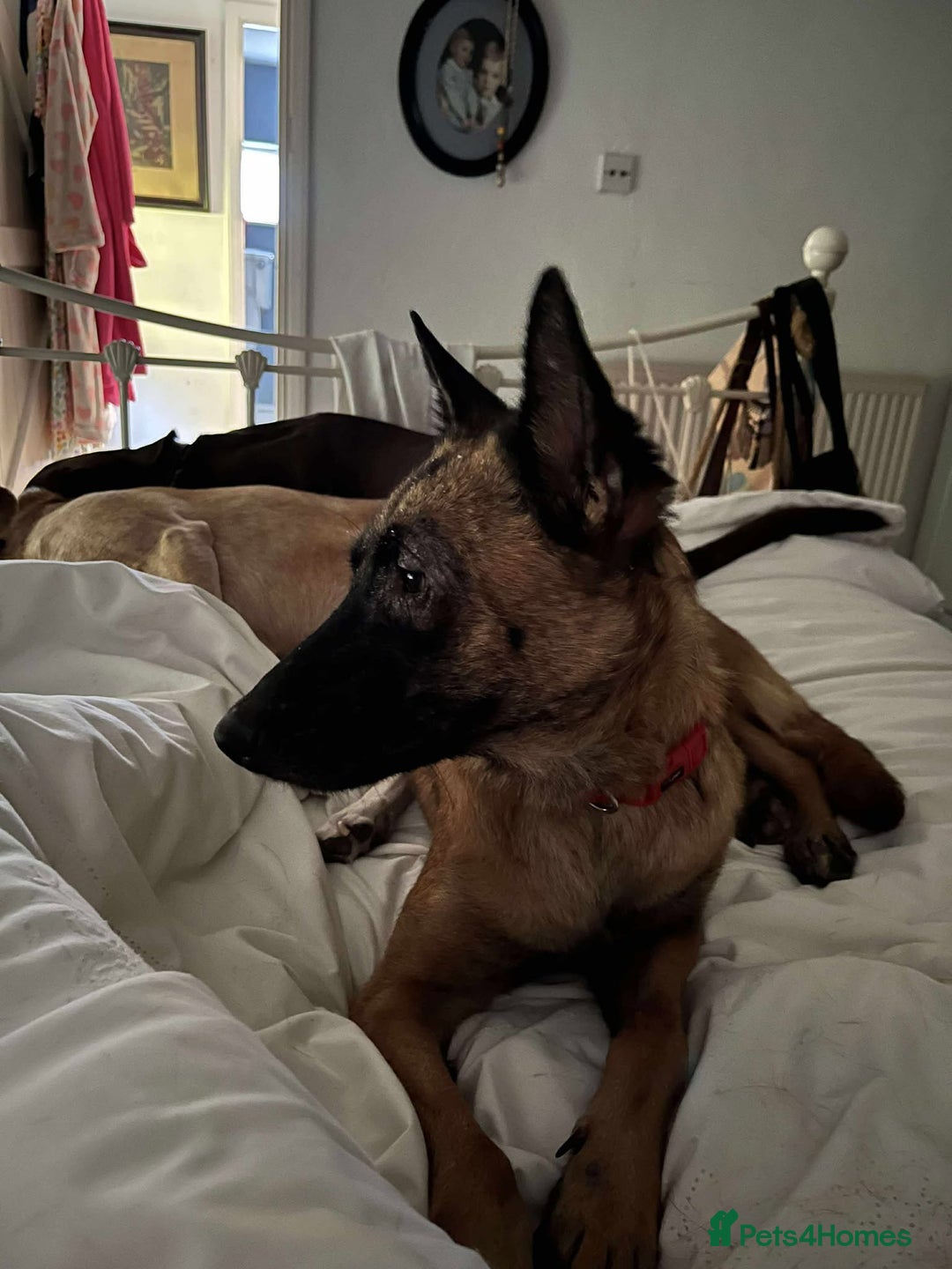 Mixed Breed dogs for adoption: Zina is looking for a loving forever home - Image 8