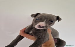 Whippet dogs for sale: Heart and Health checked KC Blue Whippets. - Image 8