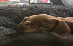 Miniature Dachshund dogs for sale: Chocolate male miniature dacshund  - Image 3