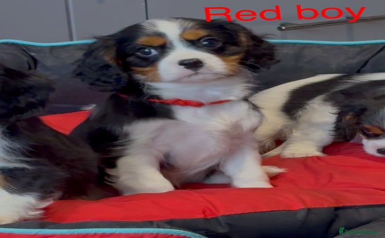 Cavalier King Charles Spaniel dogs - Advert 6