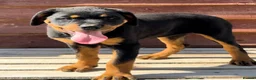Rottweiler dogs for sale: Rottweiler pups £1250 - Advert 6
