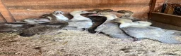 Ducks poultry for sale: Lavender Pied and Solid Chocolate Muscovy females - Advert 1