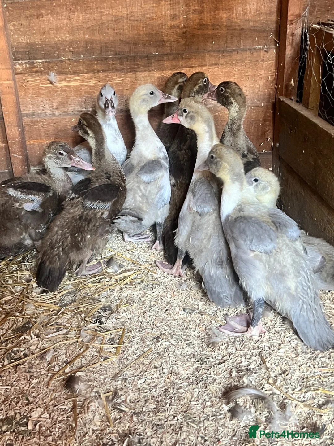 Ducks poultry for sale: Lavender Pied and Solid Chocolate Muscovy females - Advert 1