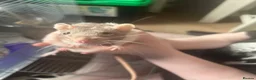 Rat rodents for sale: Rehoming two lovely girl rats  - Advert 4